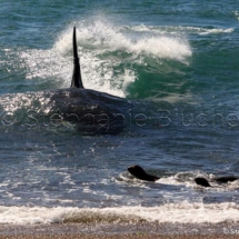CET_1201 - Orque / Killer Whale / Orcinus Orca _ Punta Norte, Patagonia Chubut, Argentine