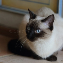 CHA_0494 - Siamois / Felis silvestris catus / Siamese catParis, Île de France, France