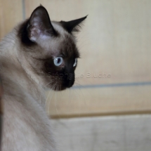 CHA_0496 - Siamois / Felis silvestris catus / Siamese catParis, Île de France, France
