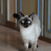 CHA_0500 - Siamois / Felis silvestris catus / Siamese catParis, Île de France, France