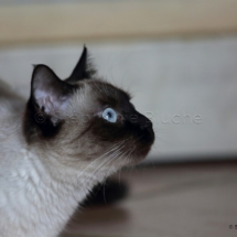 CHA_0509 - Siamois / Felis silvestris catus / Siamese catParis, Île de France, France