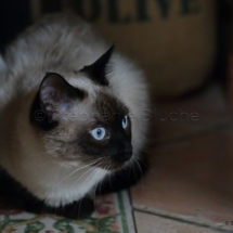 CHA_0513 - Siamois / Felis silvestris catus / Siamese catParis, Île de France, France