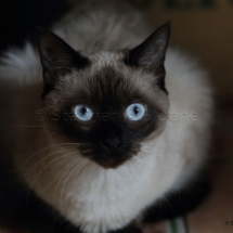 CHA_0515 - Siamois / Felis silvestris catus / Siamese catParis, Île de France, France