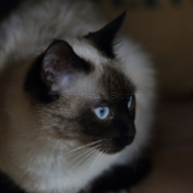 CHA_0517 - Siamois / Felis silvestris catus / Siamese catParis, Île de France, France