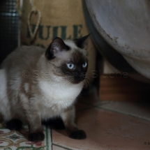 CHA_0519 - Siamois / Felis silvestris catus / Siamese catParis, Île de France, France