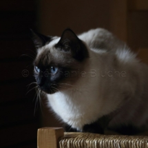 CHA_0521 - Siamois / Felis silvestris catus / Siamese catParis, Île de France, France