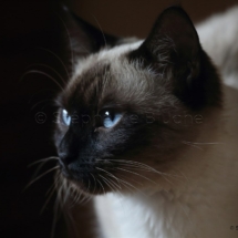 CHA_0525 - Siamois / Felis silvestris catus / Siamese catParis, Île de France, France
