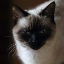 CHA_0526 - Siamois / Felis silvestris catus / Siamese catParis, Île de France, France