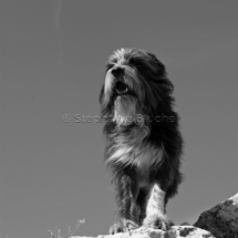 CHI_0248 - Chien / dog / canis lupus familiarisToulon, Var, France