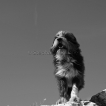 CHI_0250 - Chien / dog / canis lupus familiarisToulon, Var, France