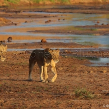 FEL_0128 - Lion d'Afrique / Panthera leo _ Samburu national park, Kenya, Afrique du Sud