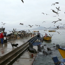 PAYSA_26279 - Port / Harbor _ Coquimbo, Chili, Amérique du sud