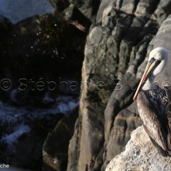 Pélican thage / Peruvian pelican / Pelecanus thagus _ 
Punta Herradura, Coquimbo, Chili, Amérique du sud