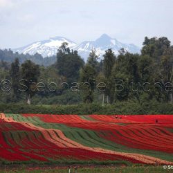 Près du Parc Villarica, Région des lacs, Amérique du Sud, Chili
