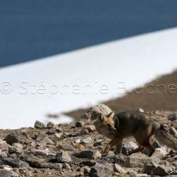 Route du Parc provincial Copahue, Région de Neuquen, Argentine, Amérique du Sud