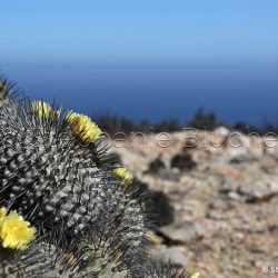 Désert d'Atacama, Amérique du Sud, Chili