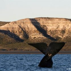 Baleine Franche Australe / Southern right whale / Eubalaena australis _ 
Valdès, Patagonia Chubut, Argentine, Amérique du Sud