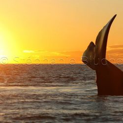 Baleine Franche Australe / Southern right whale / Eubalaena australis _ 
Valdès, Patagonia Chubut, Argentine, Amérique du Sud