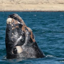Baleine Franche Australe / Southern right whale / Eubalaena australis _ 
Valdès, Patagonia Chubut, Argentine, Amérique du Sud