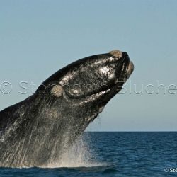 Baleine Franche Australe / Southern right whale / Eubalaena australis _ 
Valdès, Patagonia Chubut, Argentine, Amérique du Sud