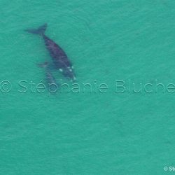Baleine Franche Australe / Southern right whale / Eubalaena australis _ 
Valdès, Patagonia Chubut, Argentine, Amérique du Sud