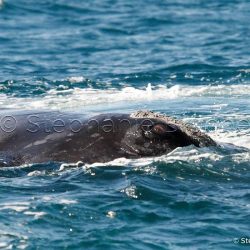 Baleine Franche Australe / Southern right whale / Eubalaena australis _ 
Valdès, Patagonia Chubut, Argentine, Amérique du Sud