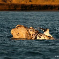 Baleine Franche Australe / Southern right whale / Eubalaena australis _ 
Valdès, Patagonia Chubut, Argentine, Amérique du Sud
