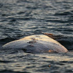 Baleine Franche Australe / Southern right whale / Eubalaena australis _ 
Valdès, Patagonia Chubut, Argentine, Amérique du Sud