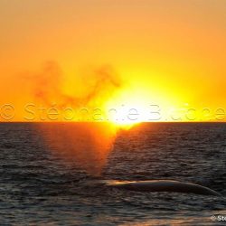 Baleine Franche Australe / Southern right whale / Eubalaena australis _ 
Valdès, Patagonia Chubut, Argentine, Amérique du Sud