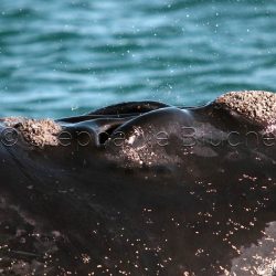 Baleine Franche Australe / Southern right whale / Eubalaena australis _ 
Valdès, Patagonia Chubut, Argentine, Amérique du Sud