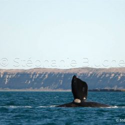 Baleine Franche Australe / Southern right whale / Eubalaena australis _ 
Valdès, Patagonia Chubut, Argentine, Amérique du Sud