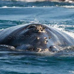 Baleine Franche Australe / Southern right whale / Eubalaena australis _ 
Valdès, Patagonia Chubut, Argentine, Amérique du Sud
