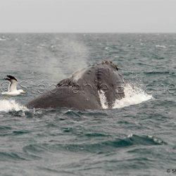 Baleine Franche Australe / Southern right whale / Eubalaena australis _ 
Valdès, Patagonia Chubut, Argentine, Amérique du Sud