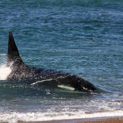 Orque / Killer Whale / Orcinus Orca _ 
Punta Norte, Patagonie Chubut, Argentine, Amérique du Sud
