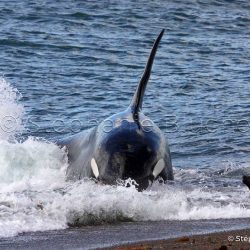 Orque / Killer Whale / Orcinus Orca _ 
Punta Norte, Patagonie Chubut, Argentine, Amérique du Sud