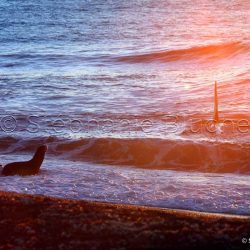 Orque / Killer Whale / Orcinus Orca _ 
Punta Norte, Patagonie Chubut, Argentine, Amérique du Sud