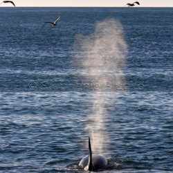 Orque / Killer Whale / Orcinus Orca _ 
Punta Norte, Patagonie Chubut, Argentine, Amérique du Sud