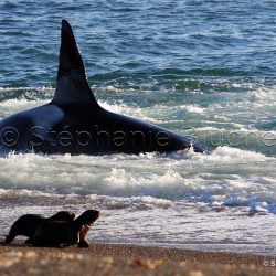 Orque / Killer Whale / Orcinus Orca _ 
Punta Norte, Patagonie Chubut, Argentine, Amérique du Sud
