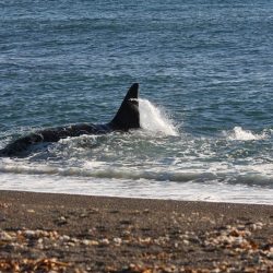 Orque / Killer Whale / Orcinus Orca _ 
Punta Norte, Patagonie Chubut, Argentine, Amérique du Sud
