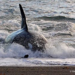 Orque / Killer Whale / Orcinus Orca _ 
Punta Norte, Patagonie Chubut, Argentine, Amérique du Sud