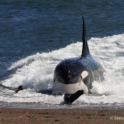 Orque / Killer Whale / Orcinus Orca _ 
Punta Norte, Patagonie Chubut, Argentine, Amérique du Sud