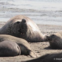 Elephant de mer Ausral / Southern elephant seal / Mirounga leonina
 _ Punta Delguada, Patagonia Chubut, Argentine, Amérique du Sud