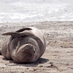 Elephant de mer Ausral / Southern elephant seal / Mirounga leonina
 _ Punta Delguada, Patagonia Chubut, Argentine, Amérique du Sud