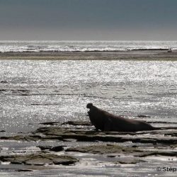 Elephant de mer Ausral / Southern elephant seal / Mirounga leonina
 _ Punta Delguada, Patagonia Chubut, Argentine, Amérique du Sud