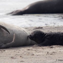 Elephant de mer Ausral / Southern elephant seal / Mirounga leonina
 _ Punta Delguada, Patagonia Chubut, Argentine, Amérique du Sud