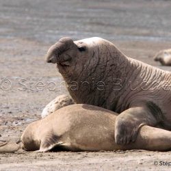 Elephant de mer Ausral / Southern elephant seal / Mirounga leonina
 _ Punta Delguada, Patagonia Chubut, Argentine, Amérique du Sud