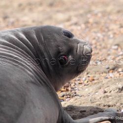 Elephant de mer Ausral / Southern elephant seal / Mirounga leonina
 _ Punta Delguada, Patagonia Chubut, Argentine, Amérique du Sud