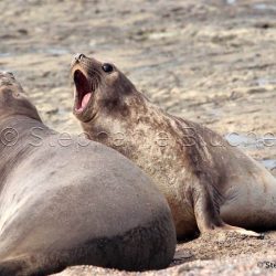 Elephant de mer Ausral / Southern elephant seal / Mirounga leonina
 _ Punta Delguada, Patagonia Chubut, Argentine, Amérique du Sud