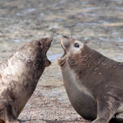 Elephant de mer Ausral / Southern elephant seal / Mirounga leonina
 _ Punta Delguada, Patagonia Chubut, Argentine, Amérique du Sud