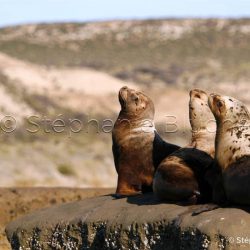 Lion de mer du sud ou Otarie à crinière / Otaria flavescens / Southern sea lion _ 
Valdes, Patagonie Chubut, Argentine, Amérique du Sud